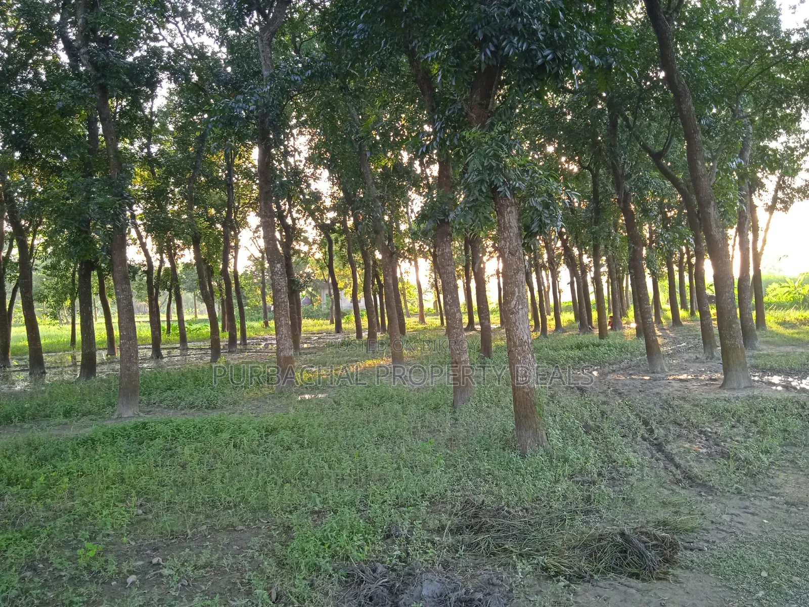 75 Decimal Land for Sale — Kaliganj, Gazipur | Adjacent to 12 Feet Road