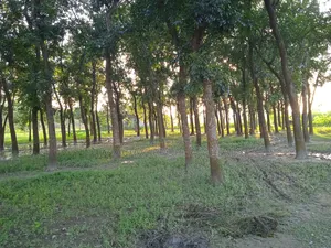 75 Decimal Land for Sale — Kaliganj, Gazipur | Adjacent to 12 Feet Road