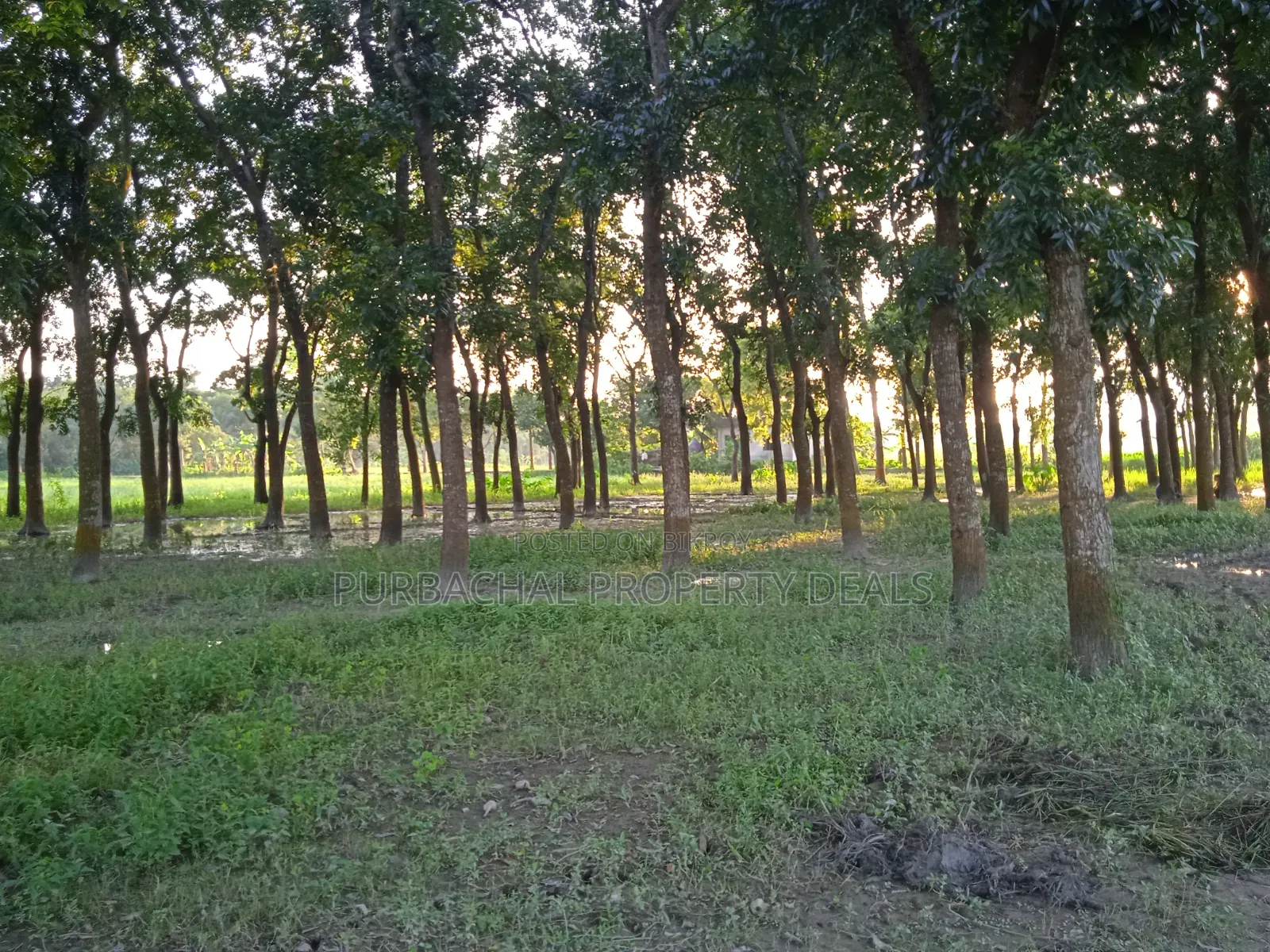 75 Decimal Land for Sale — Kaliganj, Gazipur | Adjacent to 12 Feet Road