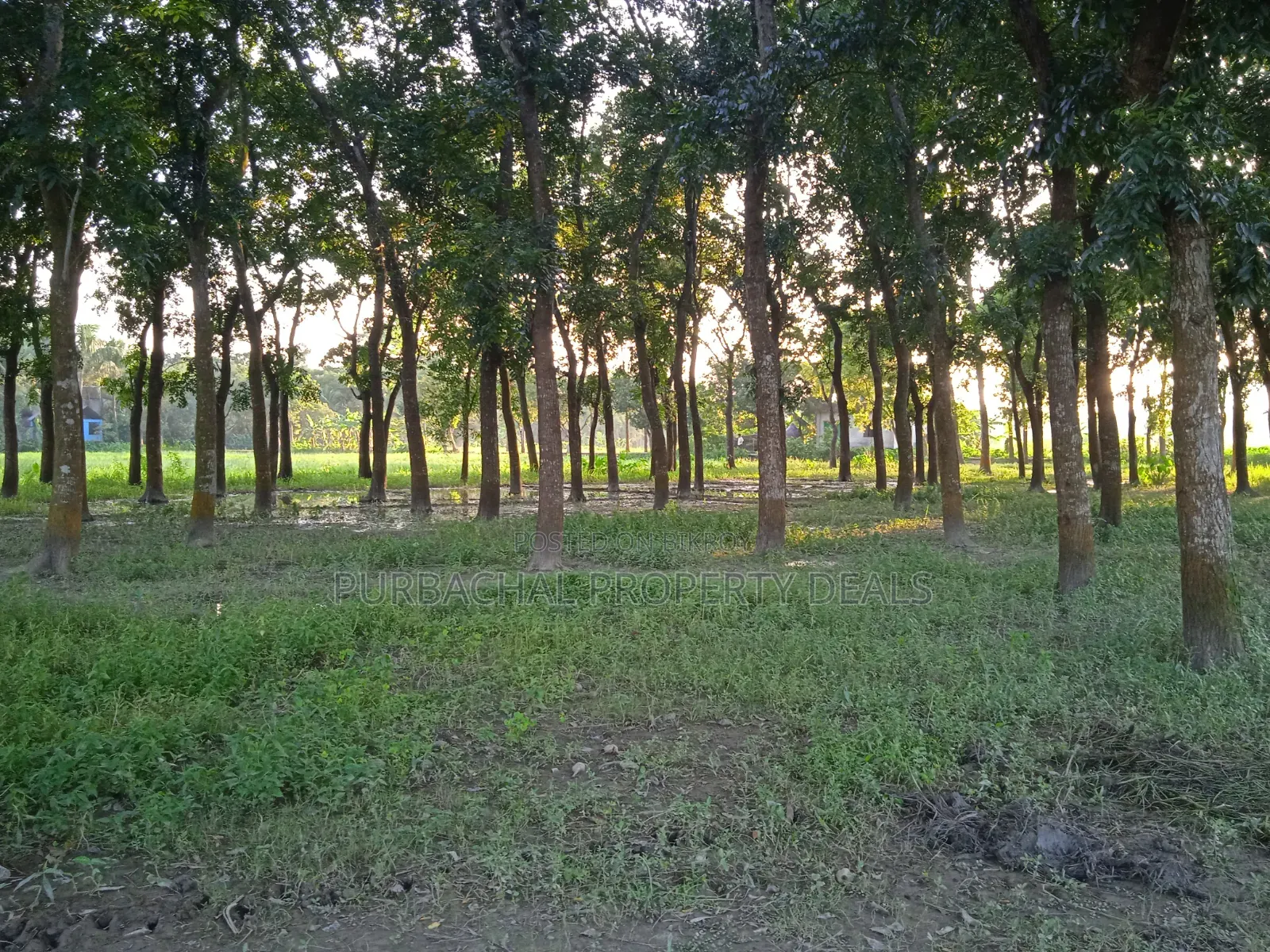 75 Decimal Land for Sale — Kaliganj, Gazipur | Adjacent to 12 Feet Road