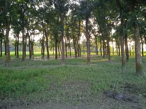 75 Decimal Land for Sale — Kaliganj, Gazipur | Adjacent to 12 Feet Road