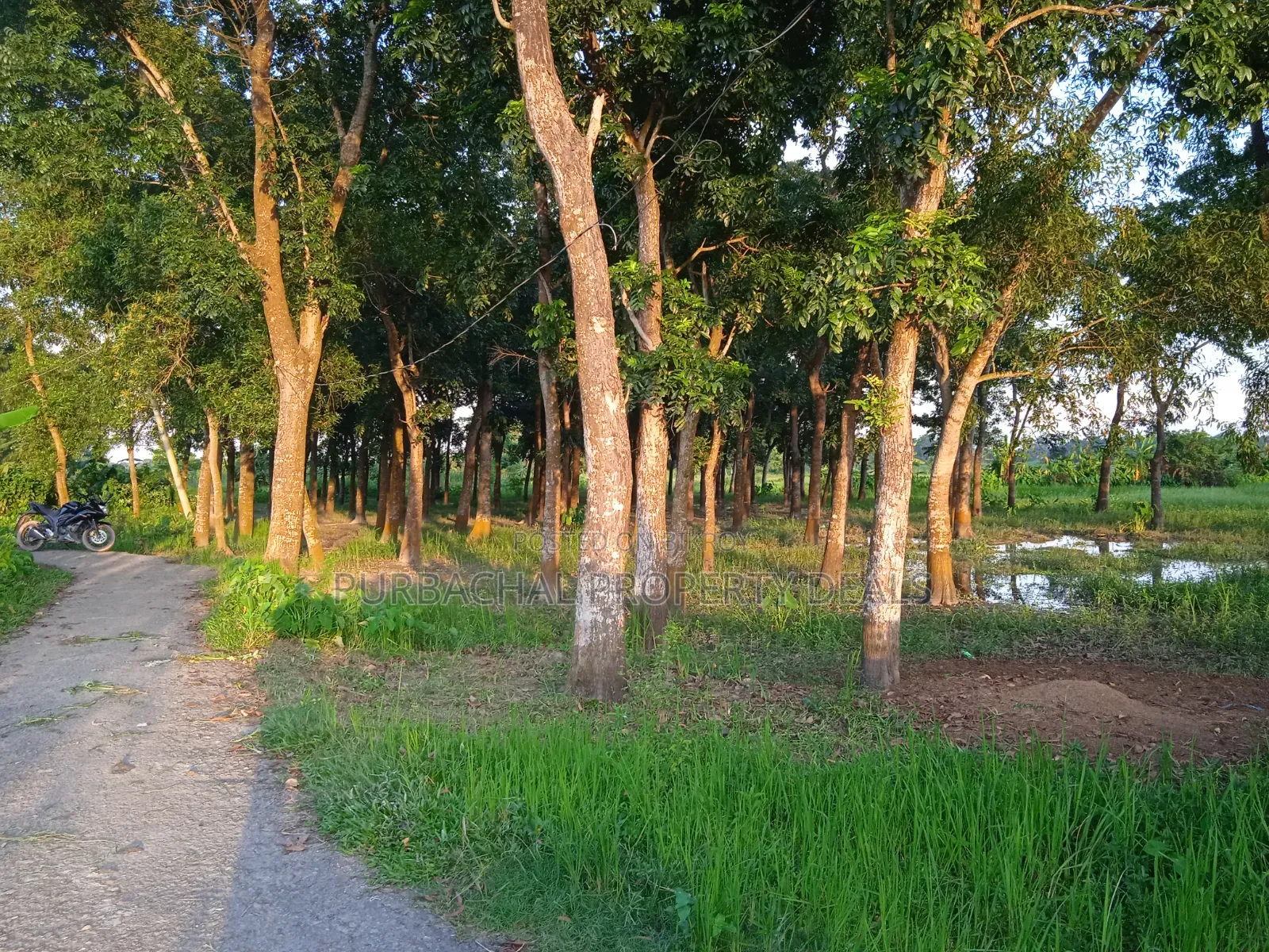 75 Decimal Land for Sale — Kaliganj, Gazipur | Adjacent to 12 Feet Road