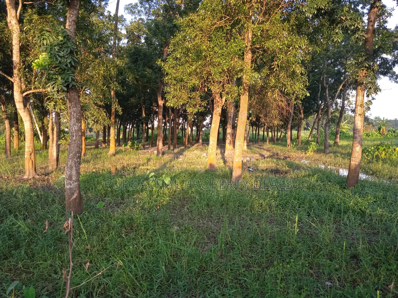 75 Decimal Land for Sale — Kaliganj, Gazipur | Adjacent to 12 Feet Road