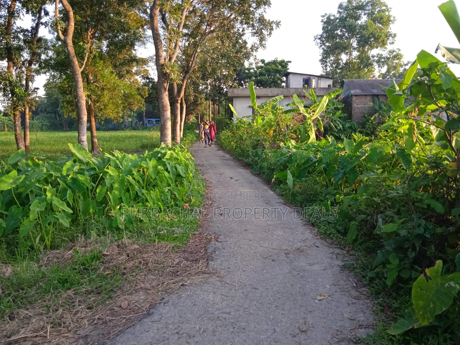 75 Decimal Land for Sale — Kaliganj, Gazipur | Adjacent to 12 Feet Road