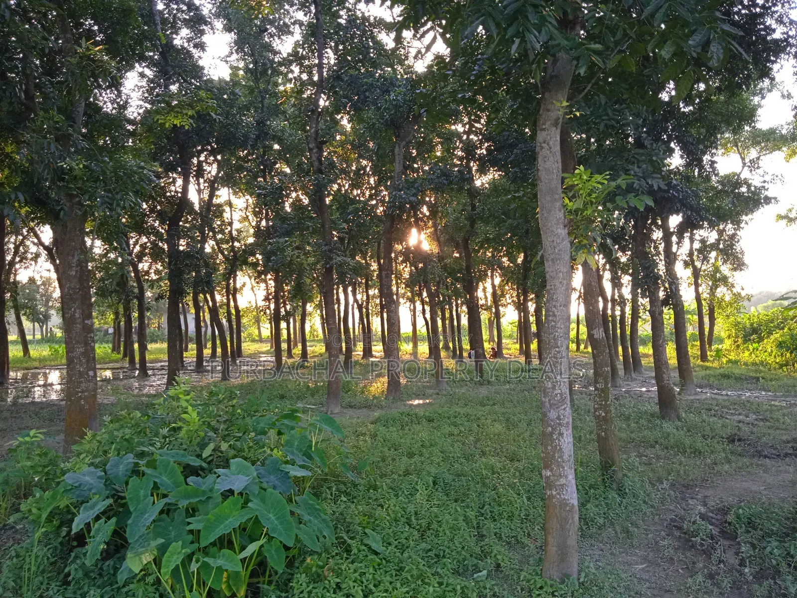 75 Decimal Land for Sale — Kaliganj, Gazipur | Adjacent to 12 Feet Road