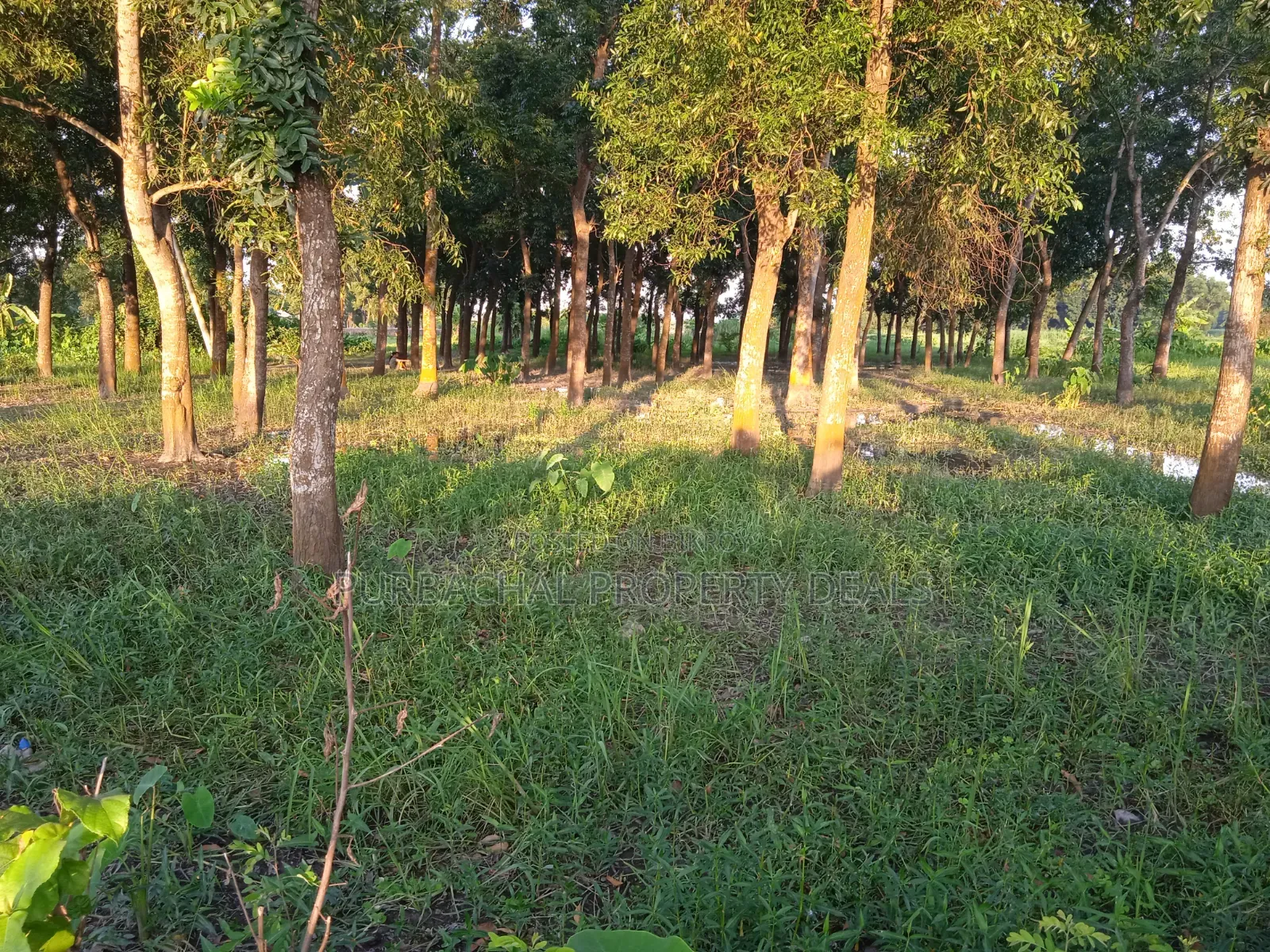 75 Decimal Land for Sale — Kaliganj, Gazipur | Adjacent to 12 Feet Road