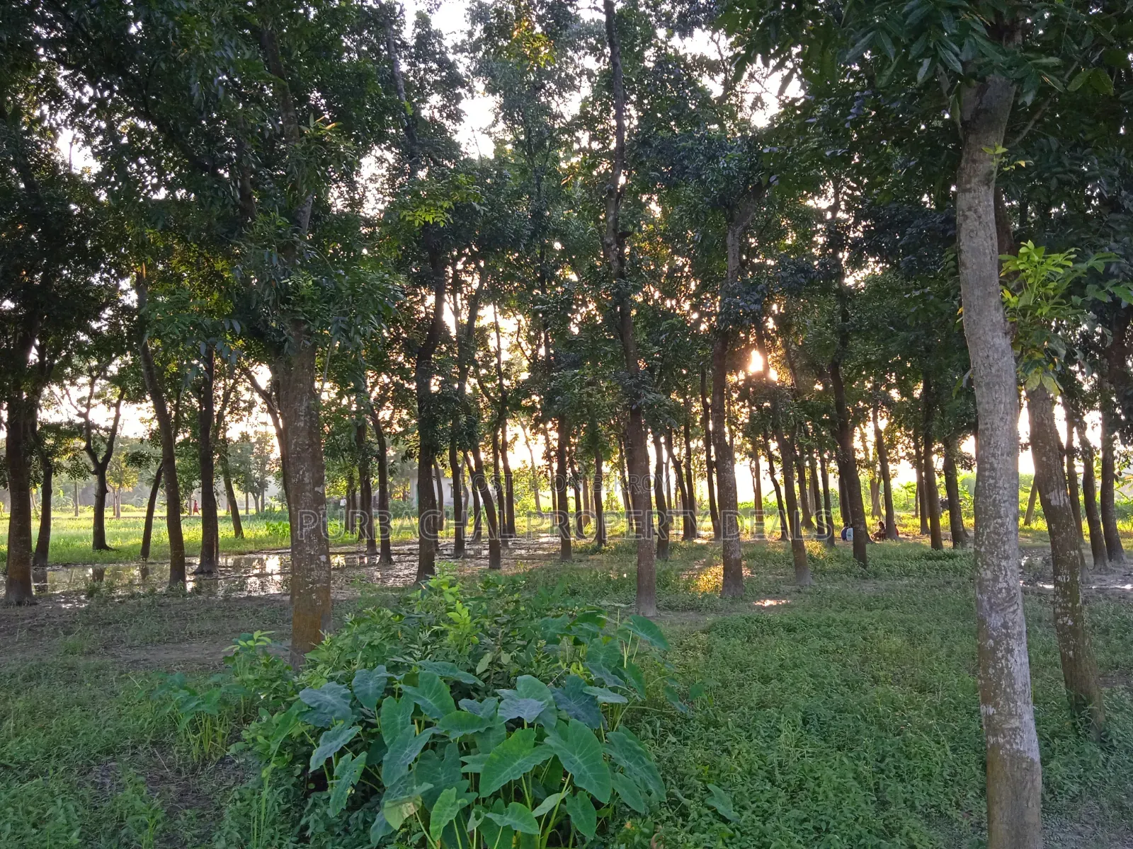 75 Decimal Land for Sale — Kaliganj, Gazipur | Adjacent to 12 Feet Road