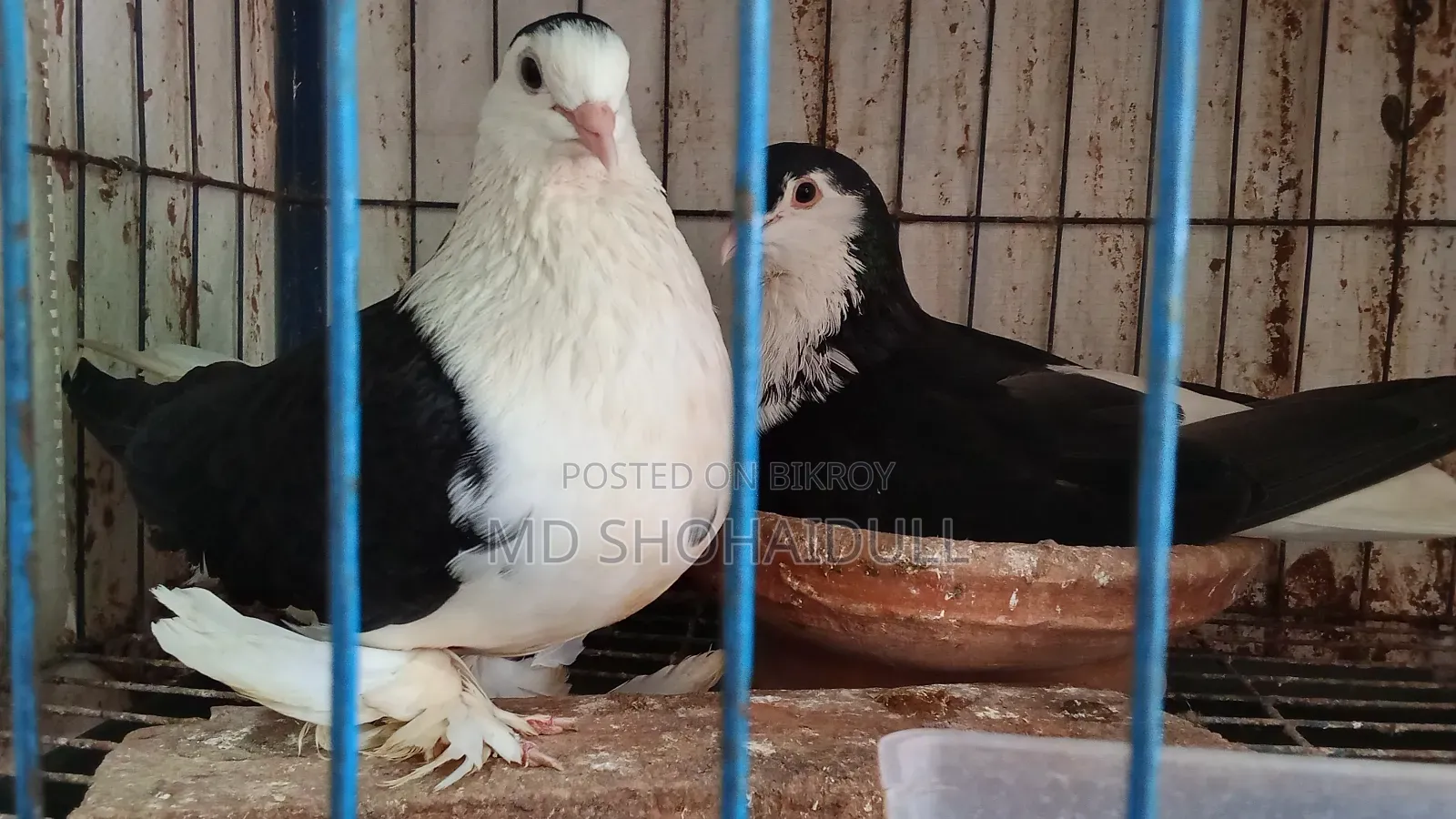 সিরাজি লক্ষা বোম্বাই দেশি কবুতর