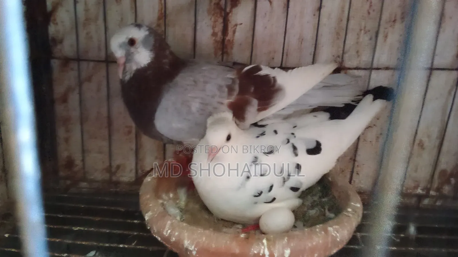 সিরাজি লক্ষা বোম্বাই দেশি কবুতর