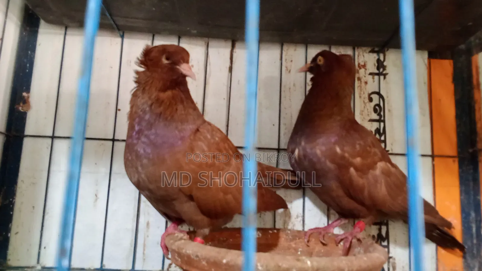 সিরাজি লক্ষা বোম্বাই দেশি কবুতর