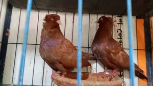 সিরাজি লক্ষা বোম্বাই দেশি কবুতর