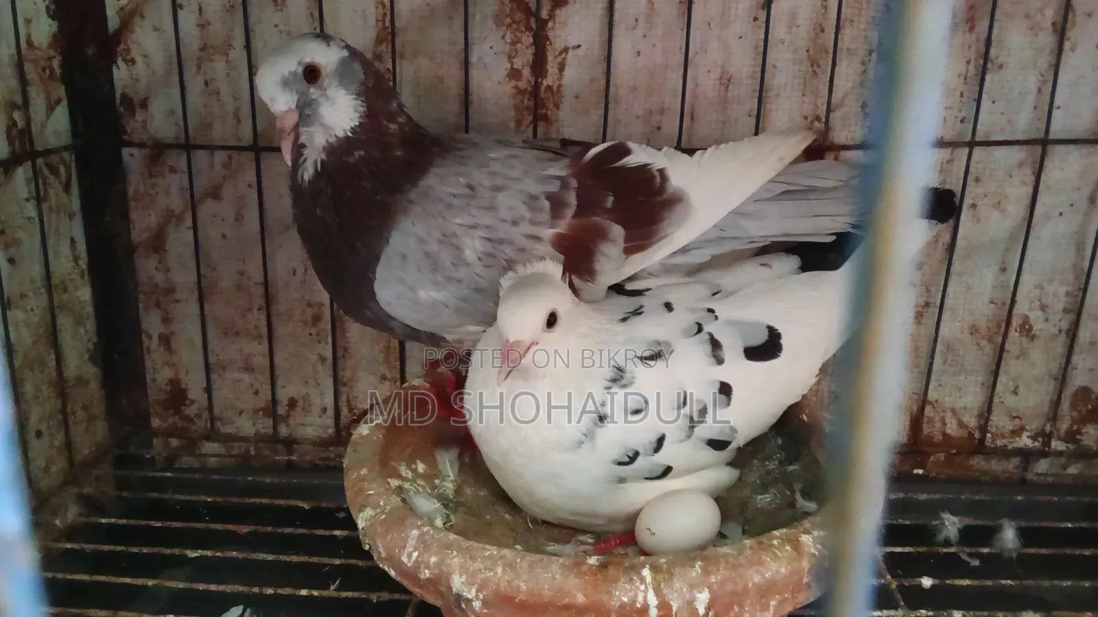 সিরাজি লক্ষা বোম্বাই দেশি কবুতর