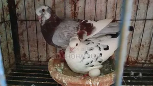 সিরাজি লক্ষা বোম্বাই দেশি কবুতর