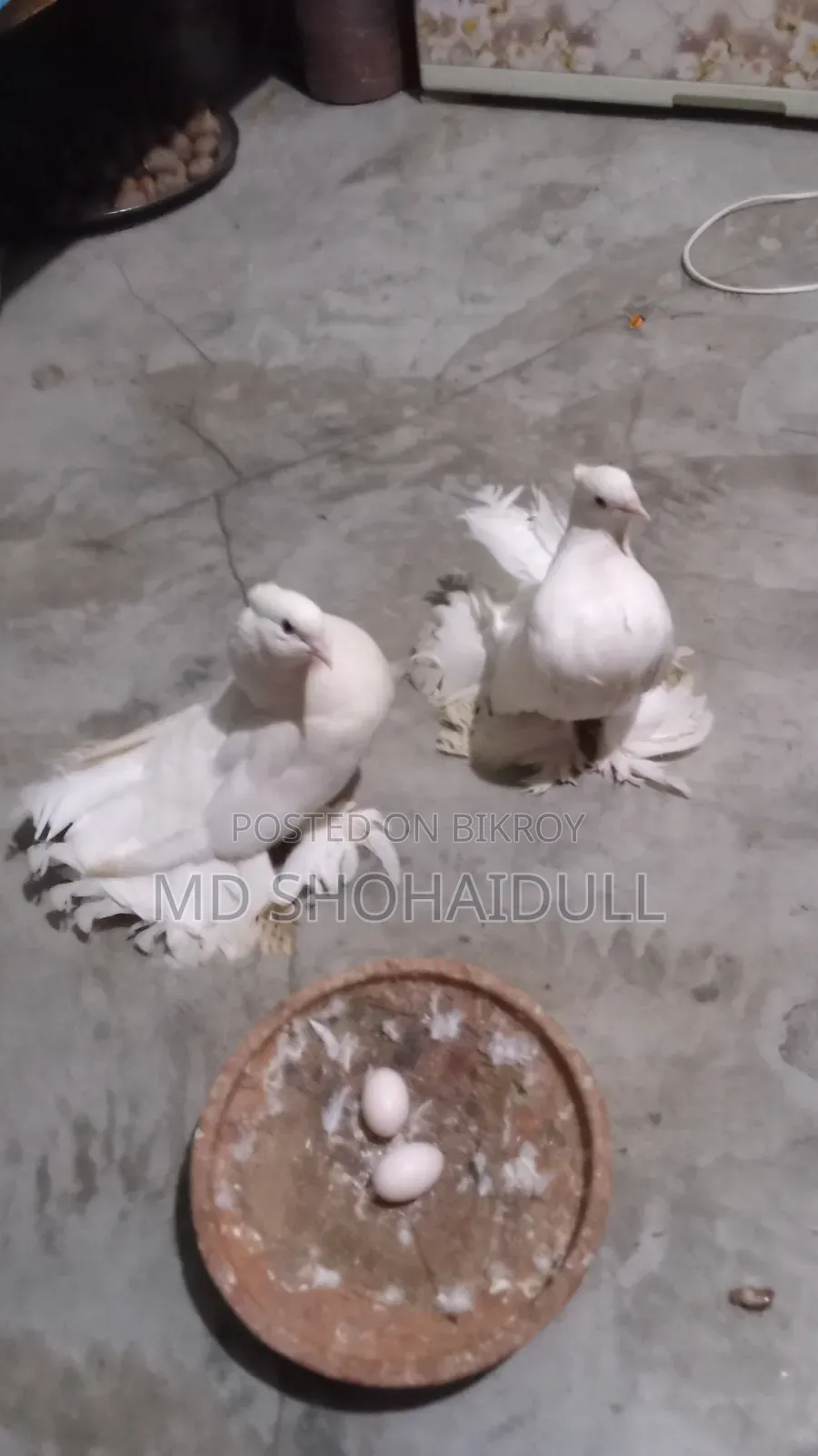 সিরাজি লক্ষা বোম্বাই দেশি কবুতর