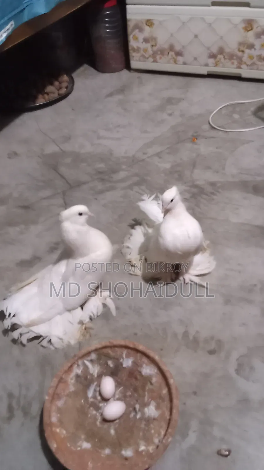 সিরাজি লক্ষা বোম্বাই দেশি কবুতর
