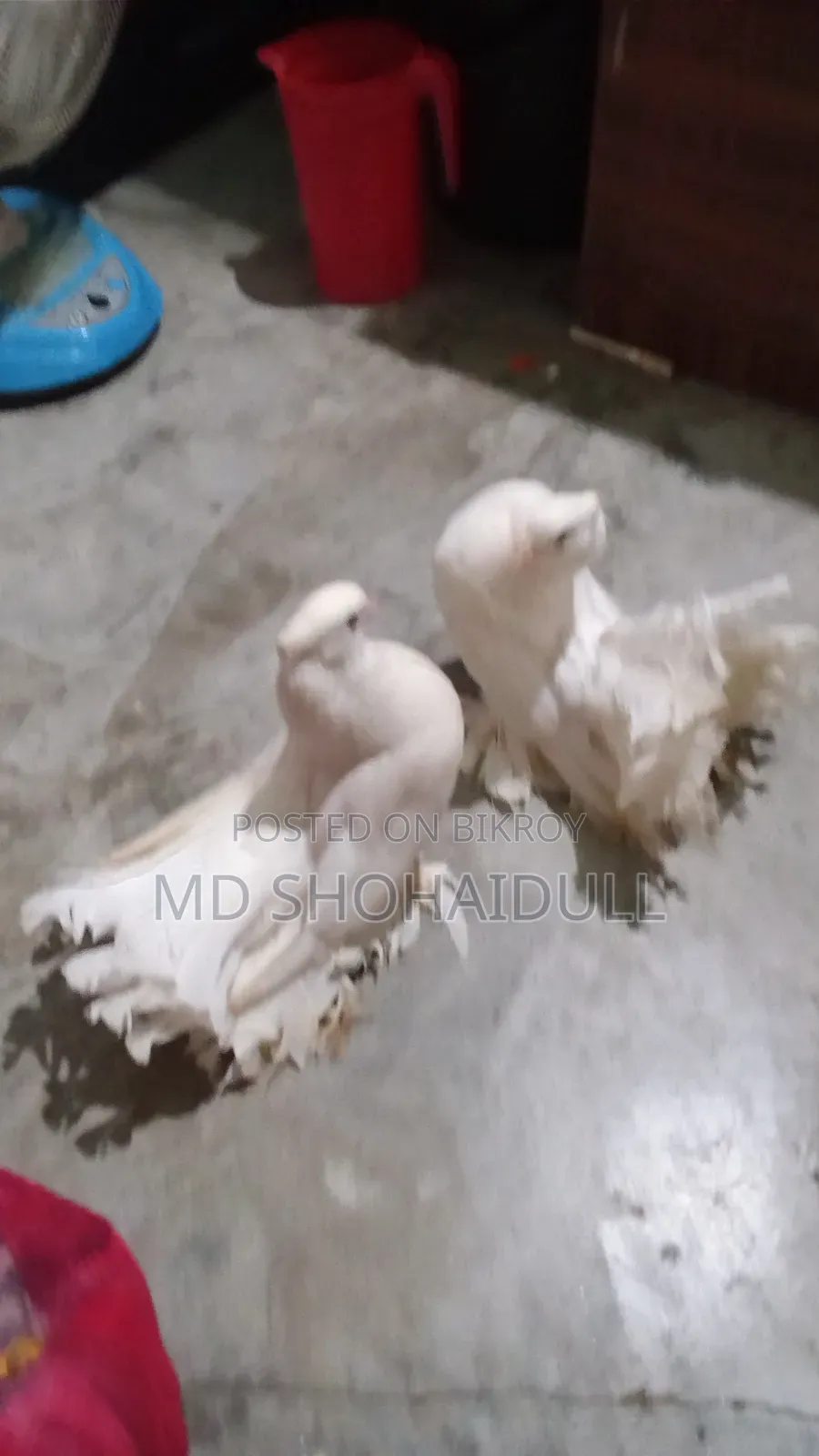 সিরাজি লক্ষা বোম্বাই দেশি কবুতর