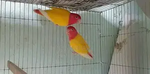 বার্ড সেল