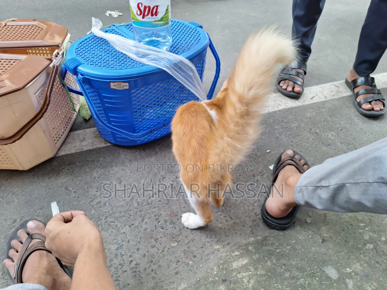 ১-৩ মাসের নর মিশ্র জাতের পার্সিয়ান