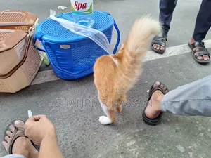 ১-৩ মাসের নর মিশ্র জাতের পার্সিয়ান