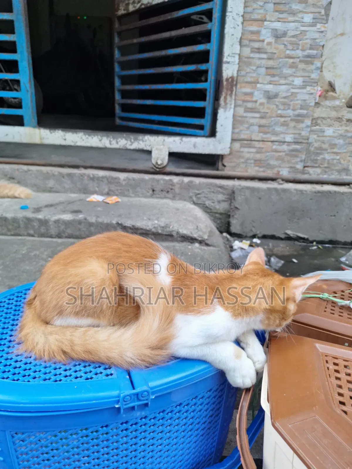 ১-৩ মাসের নর মিশ্র জাতের পার্সিয়ান