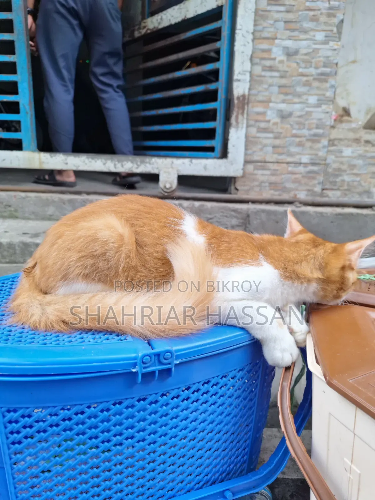 ১-৩ মাসের নর মিশ্র জাতের পার্সিয়ান