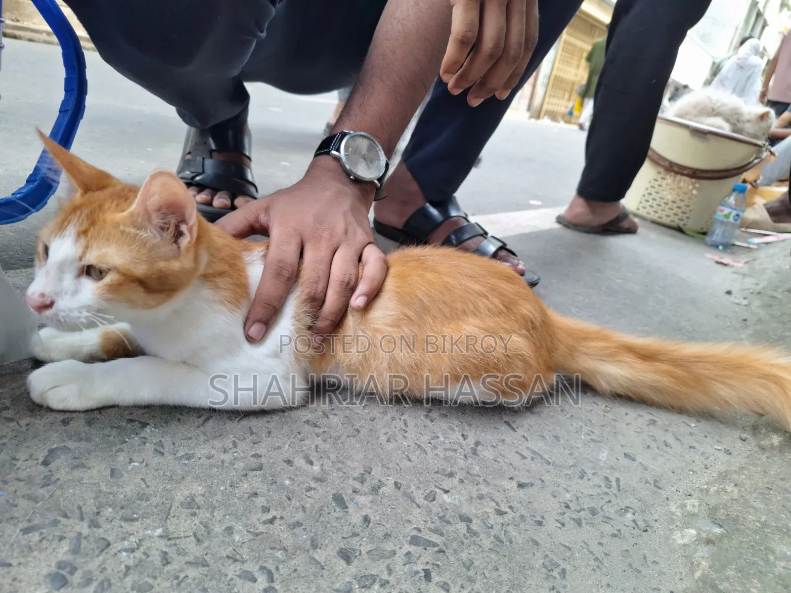 ১-৩ মাসের নর মিশ্র জাতের পার্সিয়ান