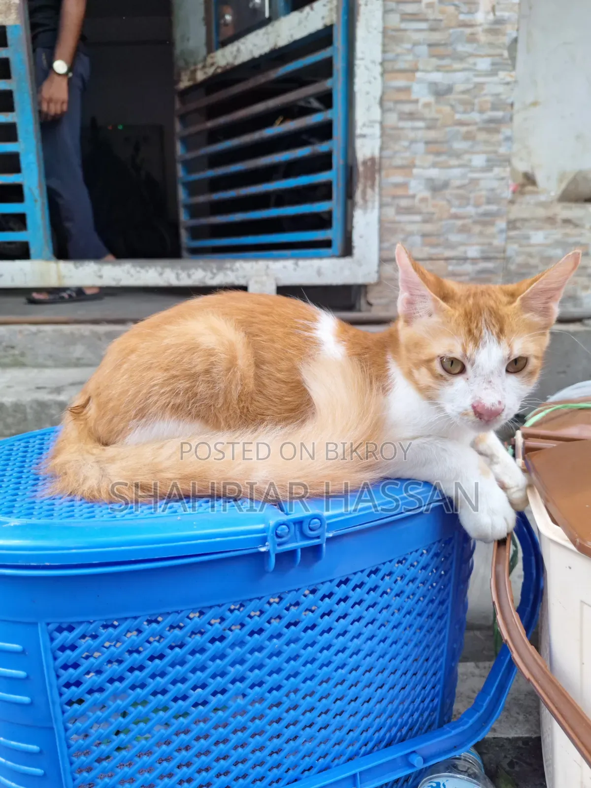 ১-৩ মাসের নর মিশ্র জাতের পার্সিয়ান