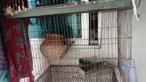 পাখির খাঁচা