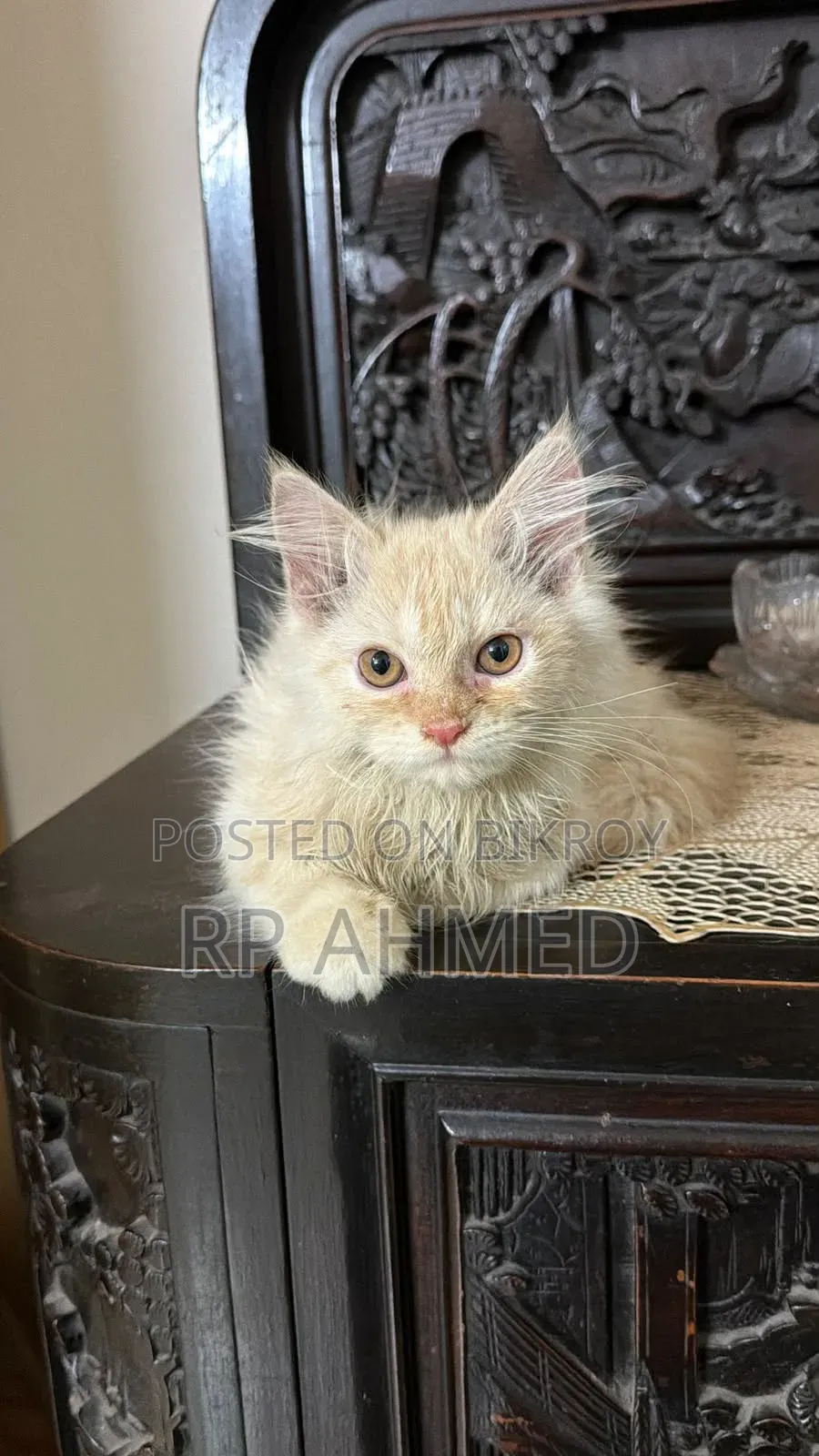 1-3 months Male Purebred Persian