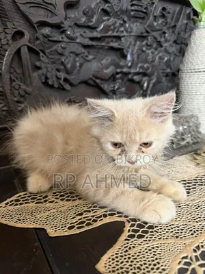 1-3 months Male Purebred Persian