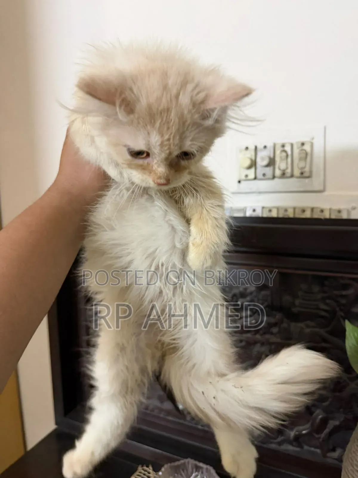 1-3 months Male Purebred Persian