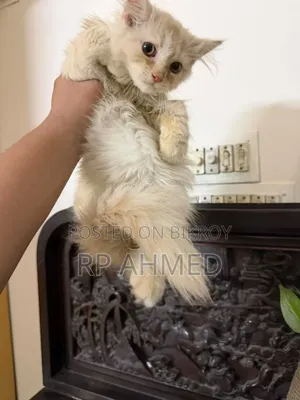 1-3 months Male Purebred Persian