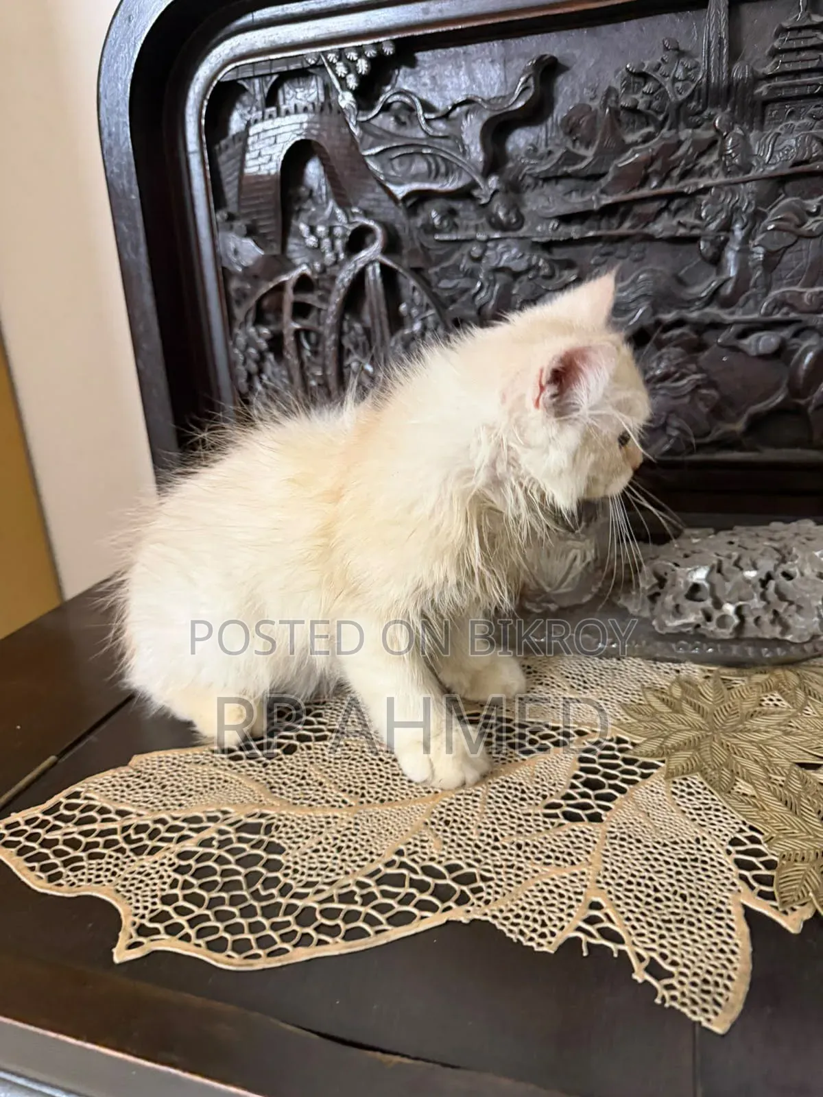 1-3 months Male Purebred Persian