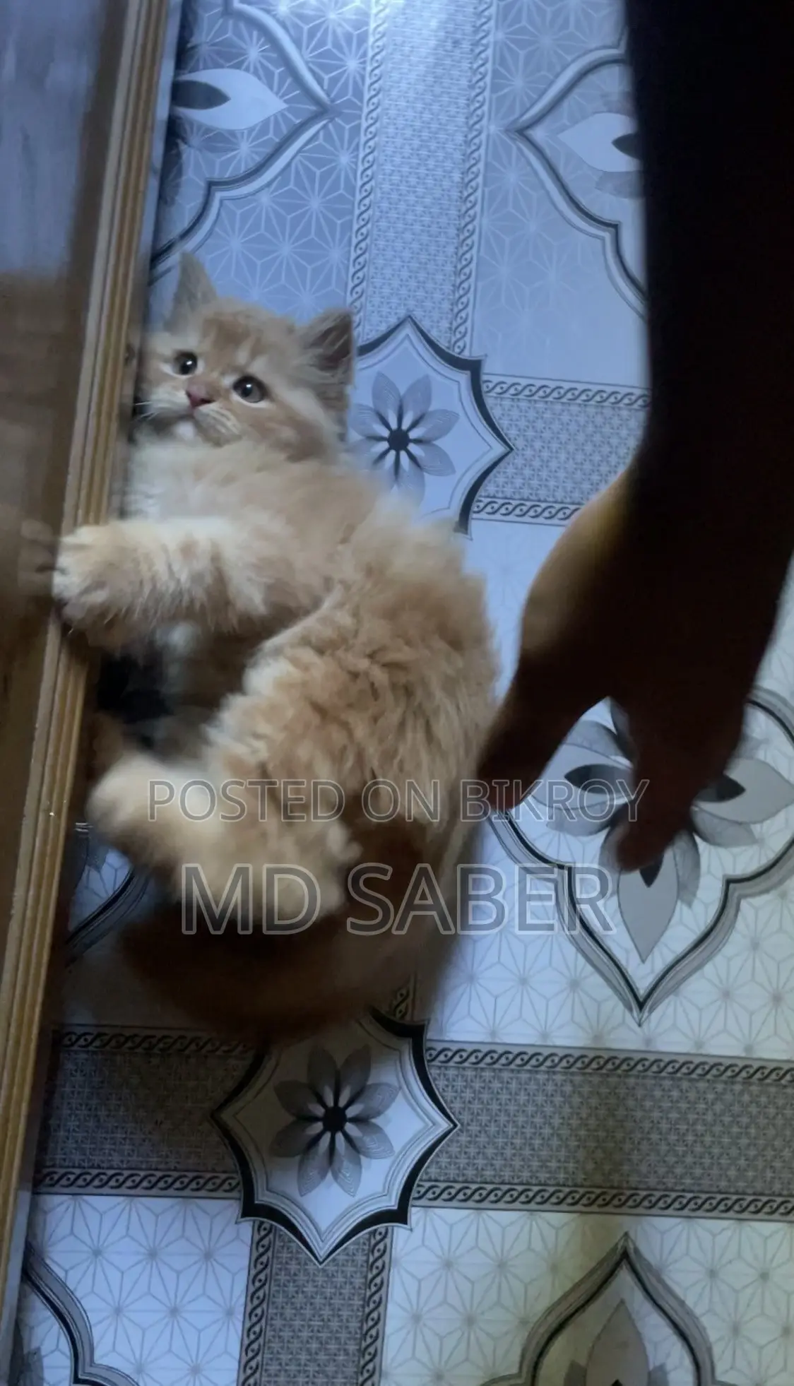 1-3 months Male Purebred Persian