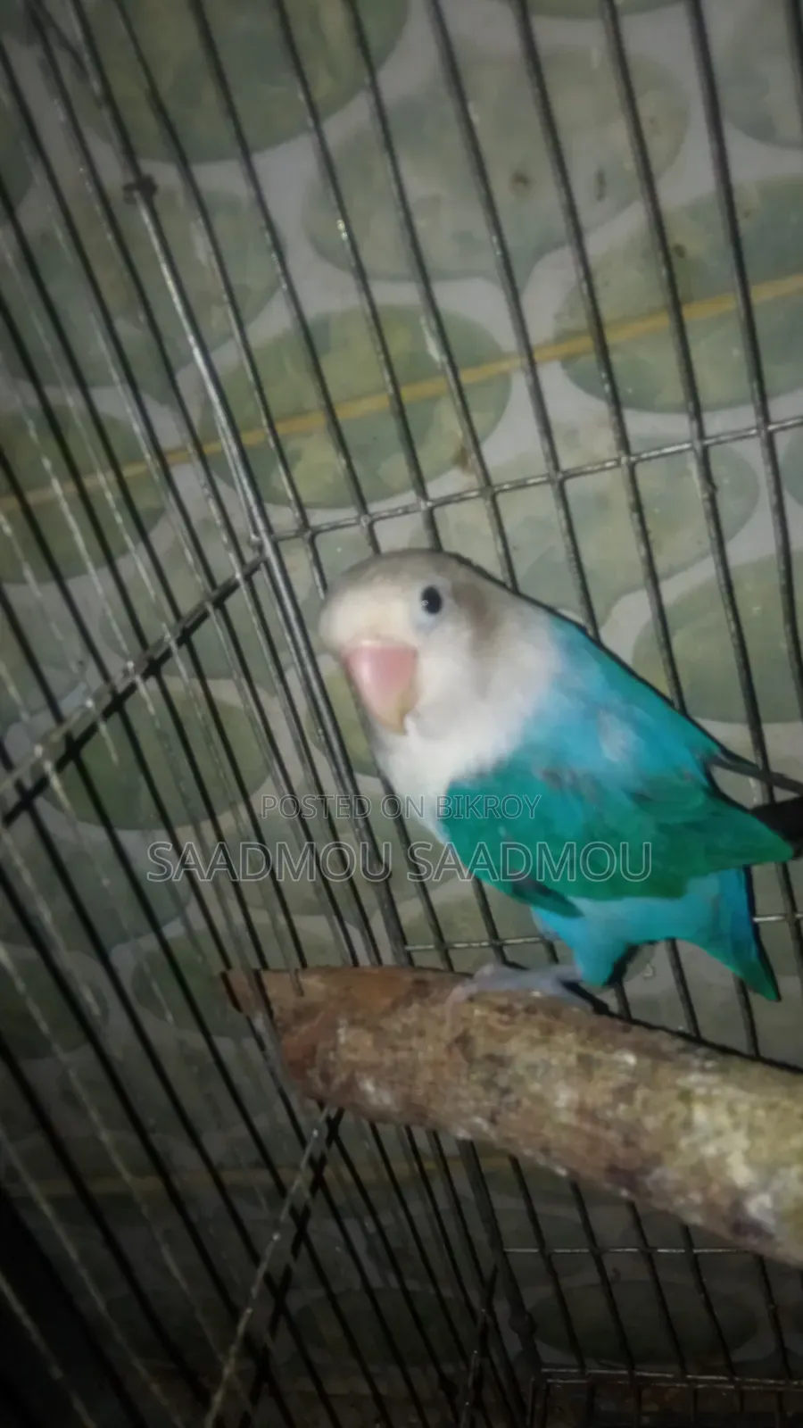ব্লু ফিসার লাভ বার্ড