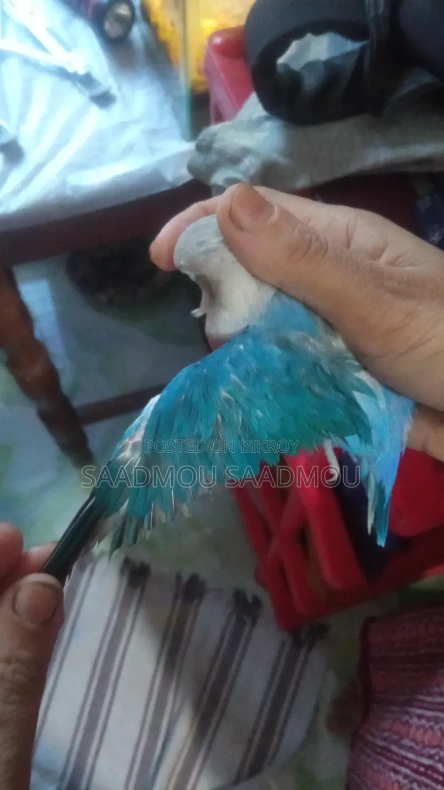 ব্লু ফিসার লাভ বার্ড