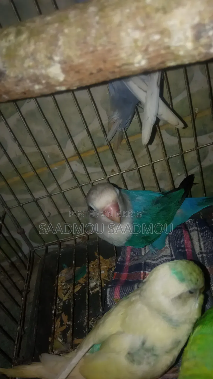 ব্লু ফিসার লাভ বার্ড