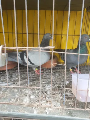 কবুতর বিক্রি
