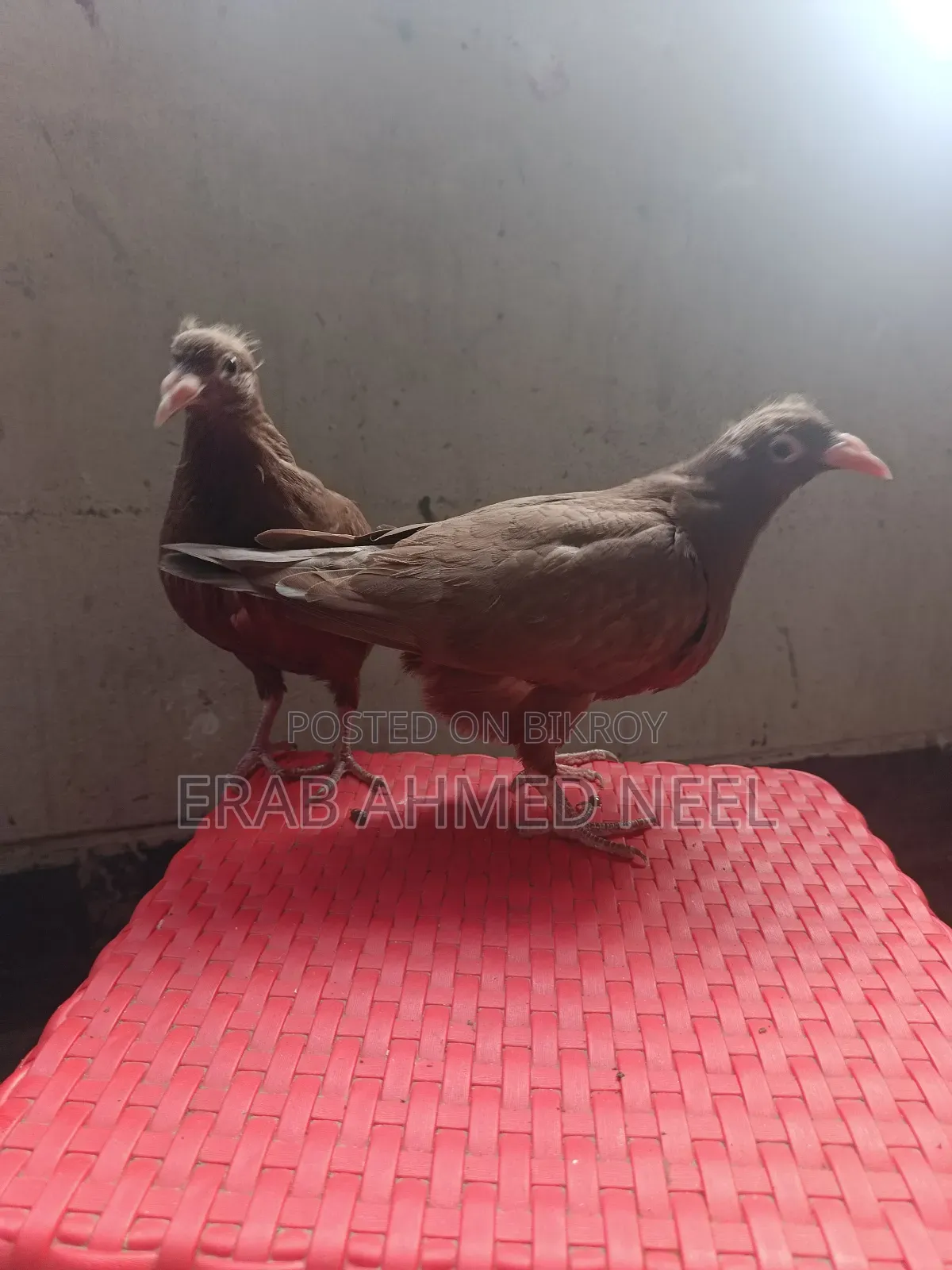 Karel Meulemans Choco Baby Pigeon