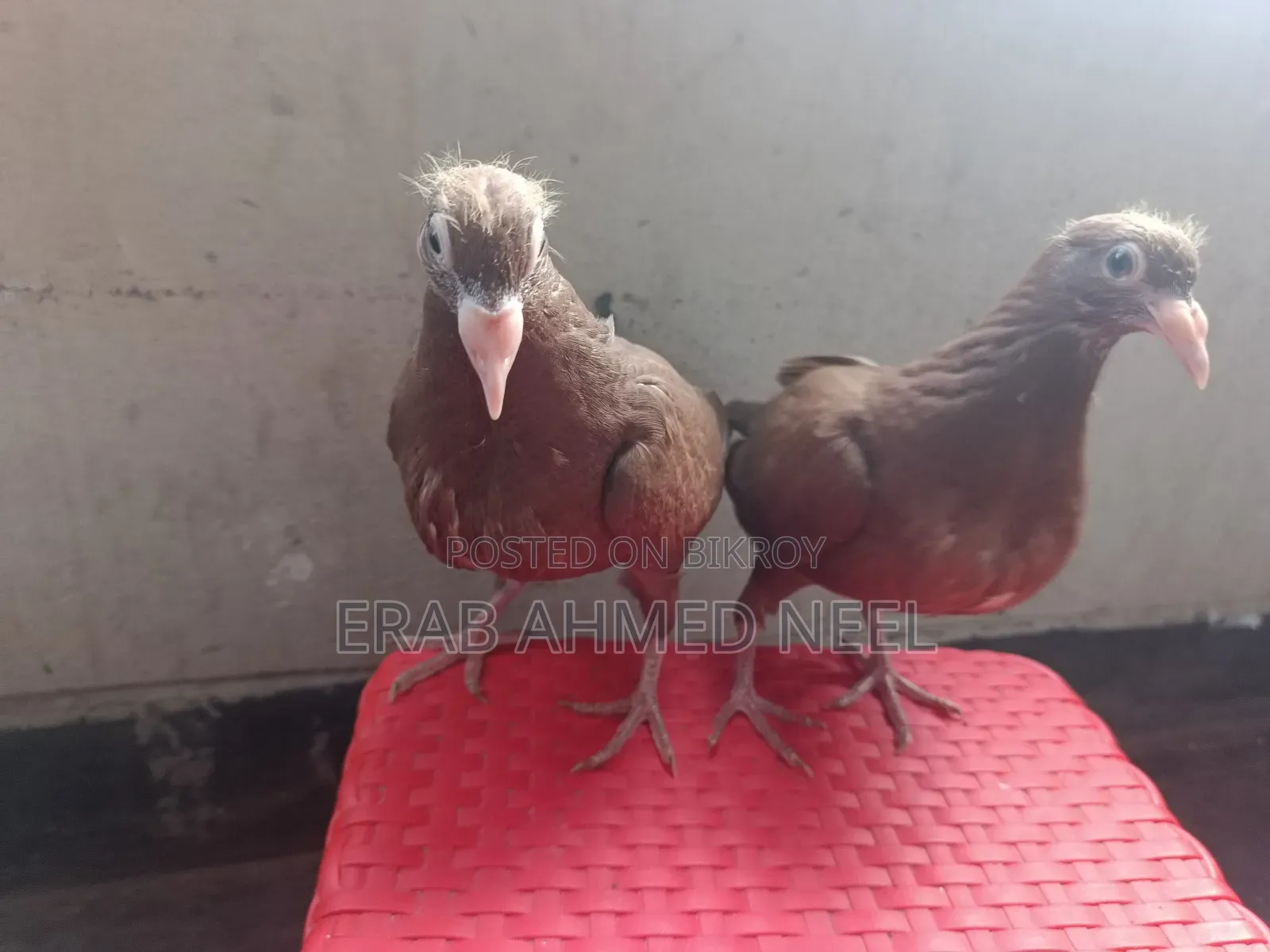 Karel Meulemans Choco Baby Pigeon