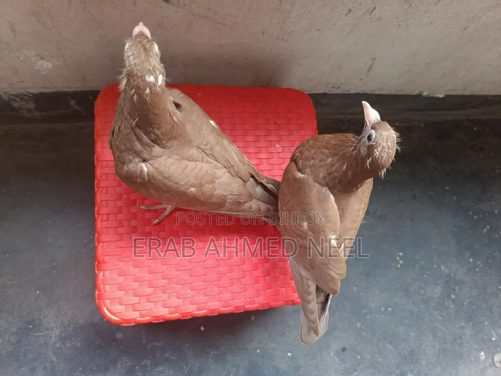 Karel Meulemans Choco Baby Pigeon