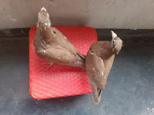 Karel Meulemans Choco Baby Pigeon
