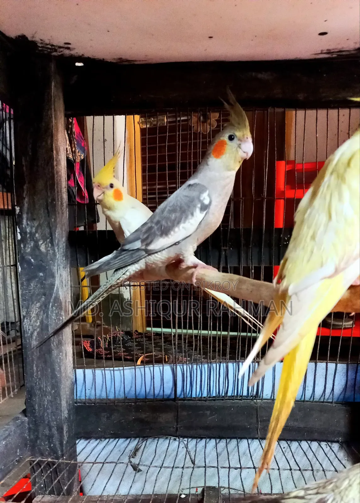 Adult Cocatal Pair for Sell With Caze