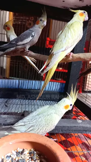 Adult Cocatal Pair for Sell With Caze