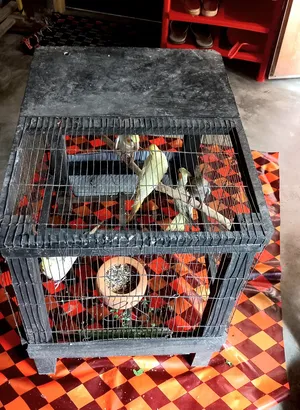Adult Cocatal Pair for Sell With Caze