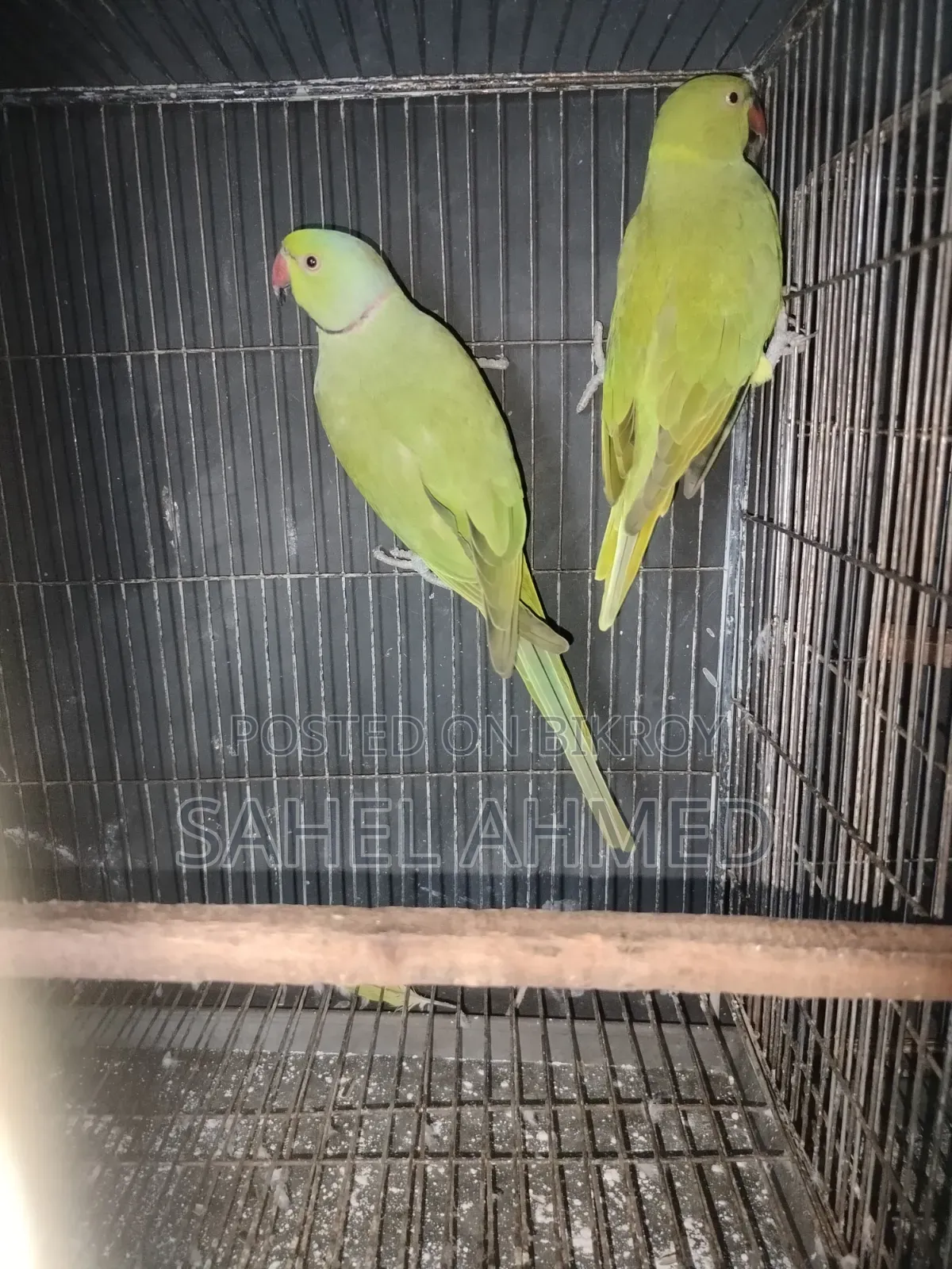 রিংনেট টিয়া পাখি