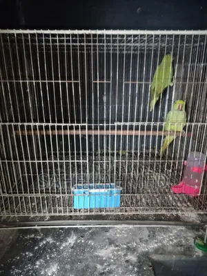 রিংনেট টিয়া পাখি