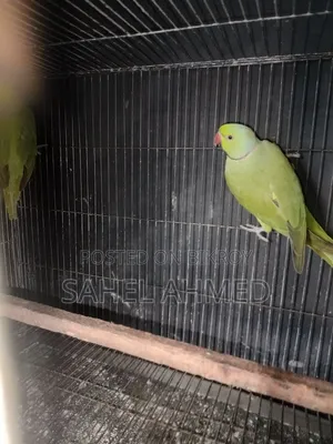 রিংনেট টিয়া পাখি