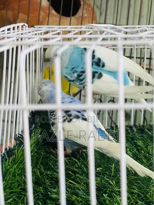 পাইড ১ জোড়া