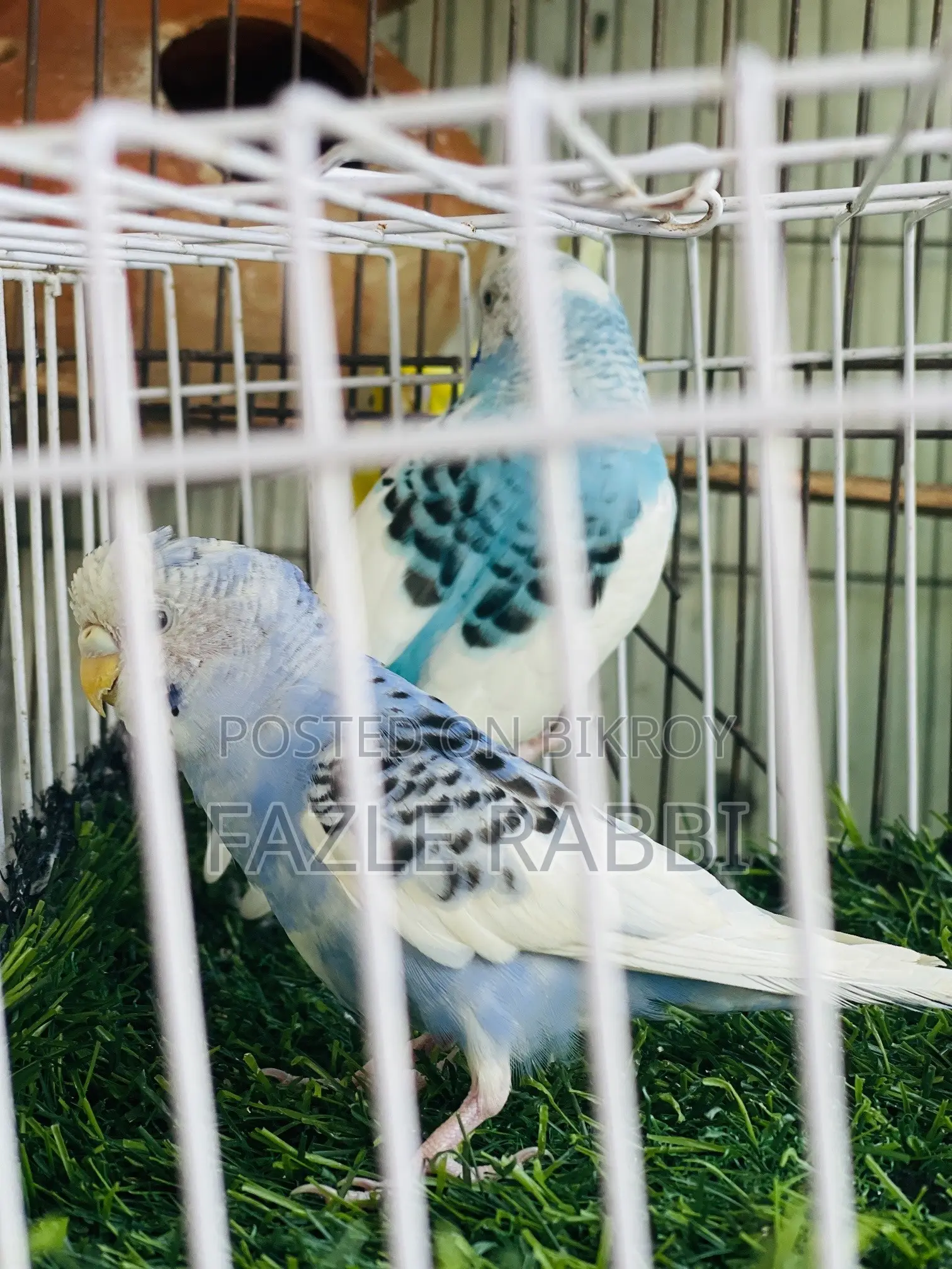 পাইড ১ জোড়া